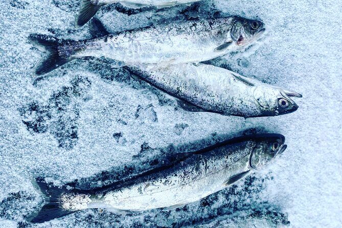 "Aurora Ice" - Ice Fishing & Salmon Dinner Tour - Why This Tour Is a Great Choice