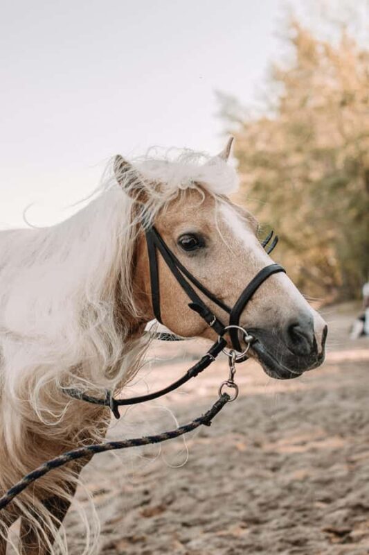 Australia: Beach Horse Ride and Lagoon Swim with Photos - An In-Depth Look at the Experience