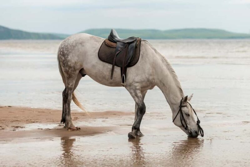 Australia: Beach Horse Ride and Lagoon Swim with Photos - Who Will Love This Tour?