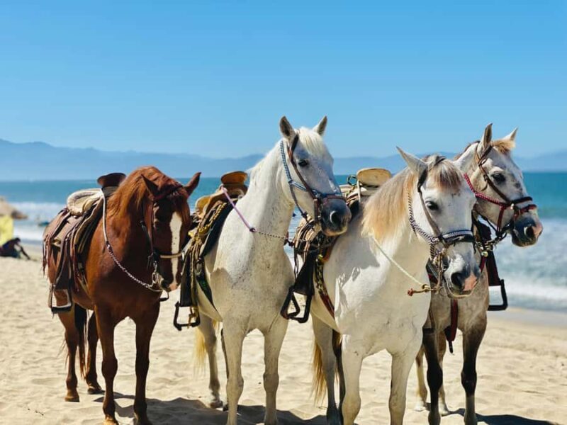 Australia: Beach Horse Ride and Lagoon Swim with Photos - The Sum Up