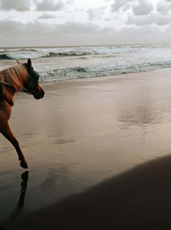Australia: Beach Horse Ride and Lagoon Swim with Photos - FAQ