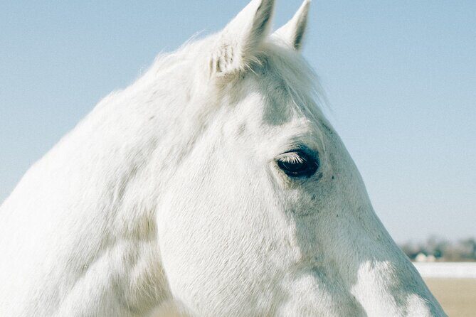 Australia: Coffs Harbour Beach Horse Ride & Lagoon Swim + Photos - Who Should Consider This Tour?