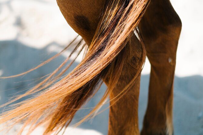 Australia: Coffs Harbour Beach Horse Ride & Lagoon Swim + Photos - FAQ
