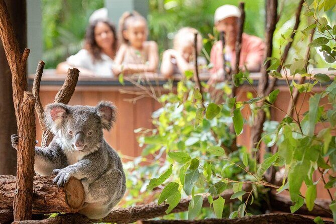 Australia Zoo Private Group Tour from Brisbane - What to Expect from the Australia Zoo Private Tour