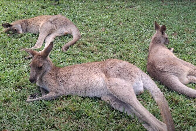 Australia Zoo Private Group Tour from Brisbane - Frequently Asked Questions