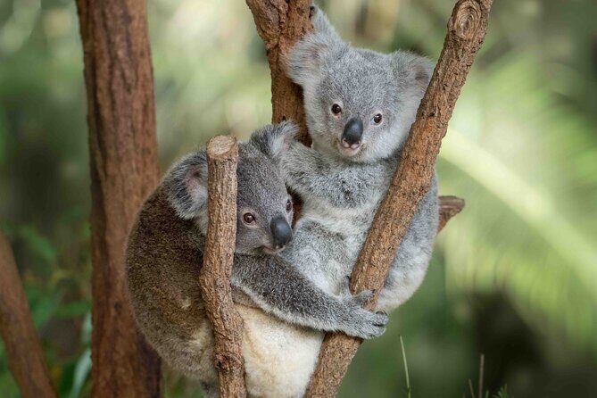 Australia Zoo Transfer from Noosa and Sunshine Coast - A Detailed Look at the Experience