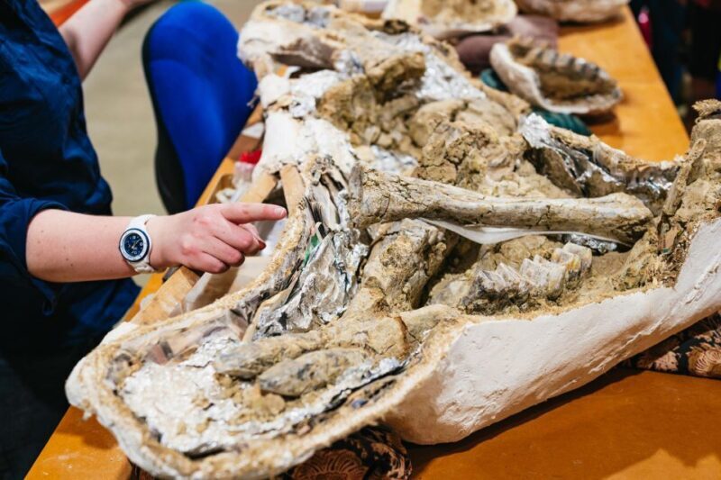 Australian Dinosaur Giants Tour - FAQ