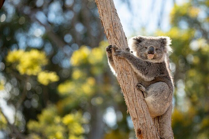 Australian Experience at Werribee Open Range Zoo - excl. entry - Why We Think This Tour is Worth Considering