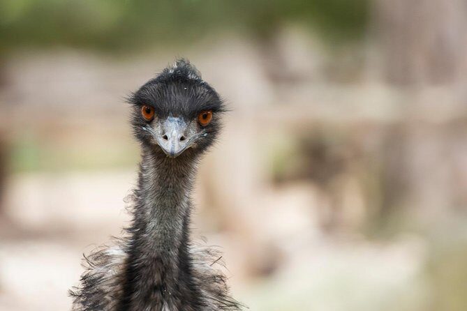 Australian Wildlife Tour at Melbourne Zoo Ticket - excl. entry - A Close Look at the Experience