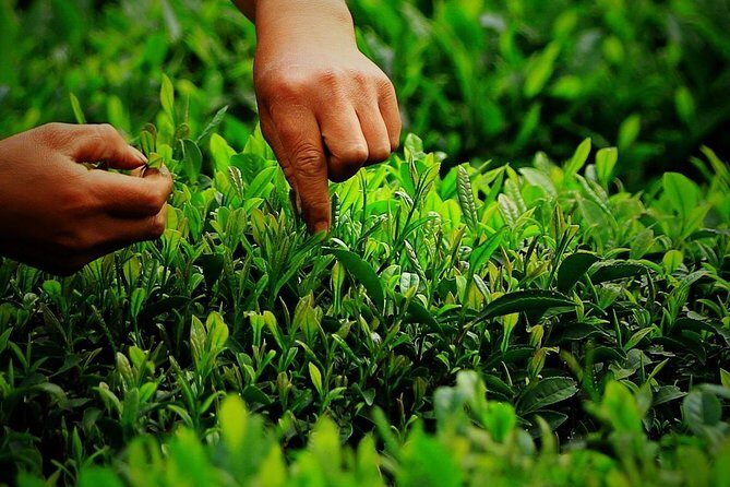 Authentic Hangzhou Longjing Tea Culture Experience Tour - Authenticity and Cultural Connection