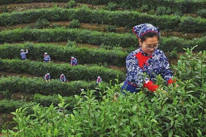 Authentic Hangzhou Longjing Tea Culture Experience Tour - The Sum Up: Who Should Consider This Tour?