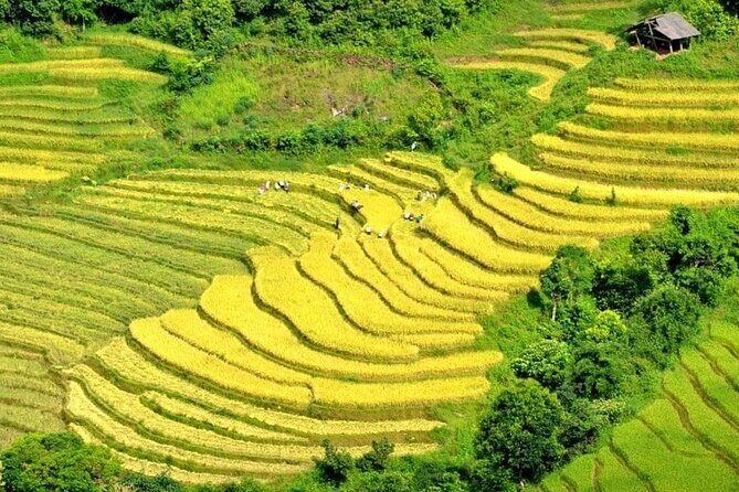 Authentic Sapa Trekking Adventure Tour With Ethnic Minority Guide - A Practical Introduction to the Sapa Trekking Tour