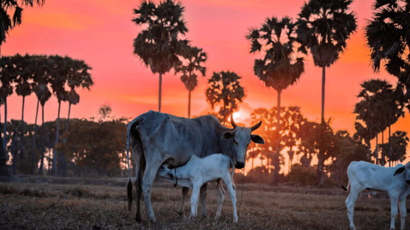 Authentic Siem Reap: Tuk Tuk Countryside and Sunset Tour - Who Should Consider This Tour?