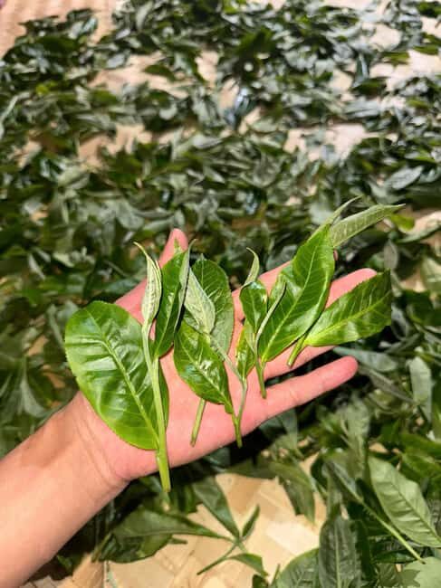 Authentic Vietnam Tea Tasting & Train Street With Lunch - FAQ
