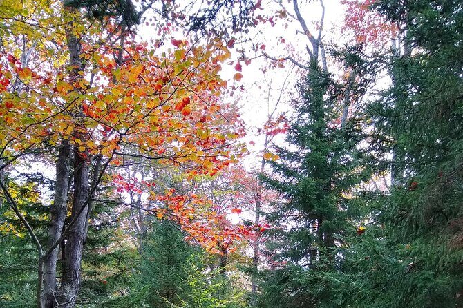 Autumn in Acadia National Park Private Leaf Peeper Driving Tour - Discovering Acadia’s Autumn Charm