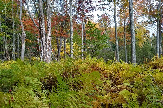 Autumn in Acadia National Park Private Leaf Peeper Driving Tour - The Value Proposition