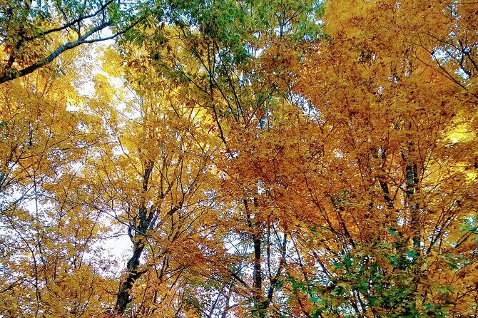 Autumn in Acadia National Park Private Leaf Peeper Driving Tour - FAQs
