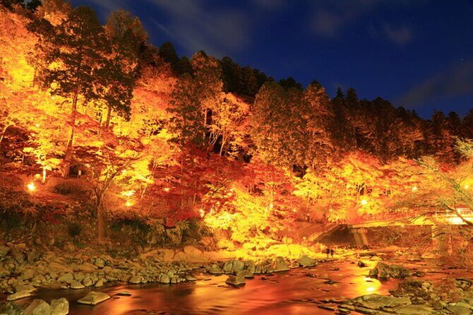 Autumn leaves illuminations at Korankei , winter cherry blossoms - An Honest Look at the Itinerary