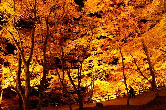 Autumn leaves illuminations at Korankei , winter cherry blossoms - Who Will Love This Tour?
