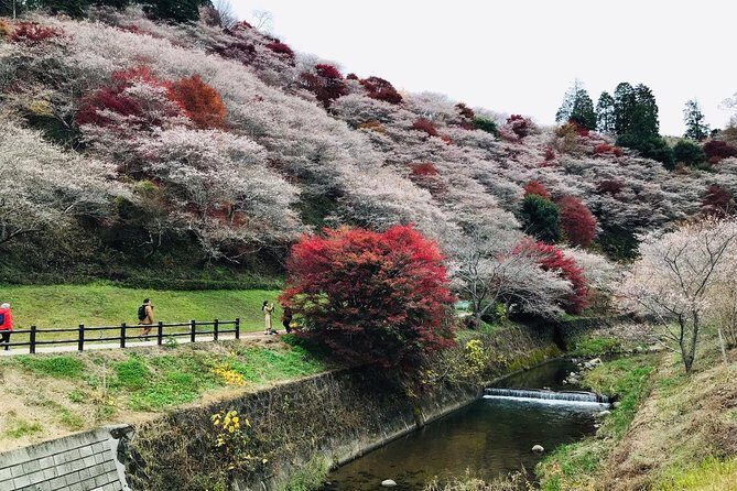Autumn leaves illuminations at Korankei , winter cherry blossoms - Final Thoughts