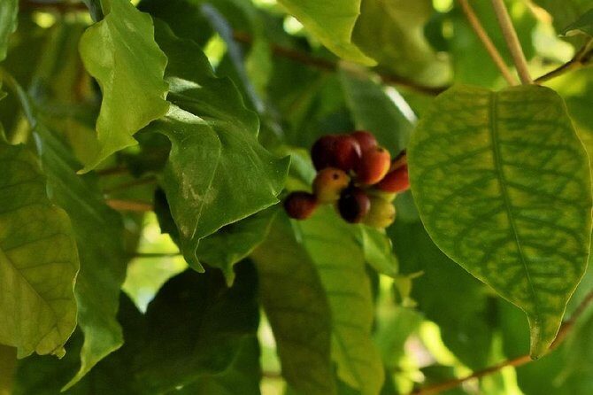 Award Winning Farm Tour: Coffee, Chocolate and Unique Gifts - FAQ