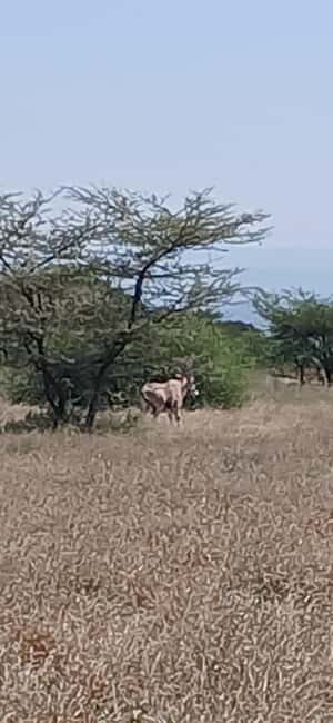 "Awash National Park Safari Experience" - Frequently Asked Questions (FAQs)