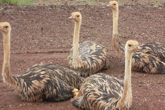 Awash National Park Tours - The Bottom Line