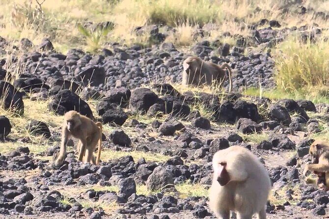 Awash National Park Tours - FAQ: Your Practical Questions Answered