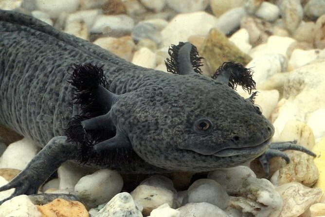 Axolotl Tour from CDMX - Introduction