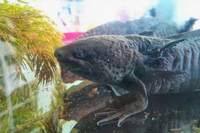 Axolotl Tour from CDMX - Key Points