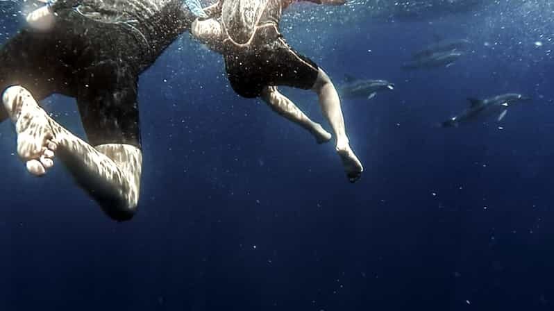 Azores: Swim with Dolphins Atlantic Experience - A Practical Look at the Tour