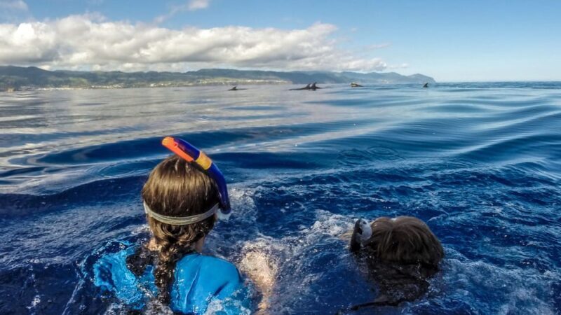 Azores: Swim with Dolphins Atlantic Experience - Who Should Consider This Tour?
