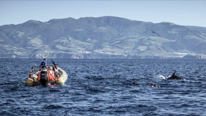 Azores: Swim with Dolphins Atlantic Experience - The Sum Up