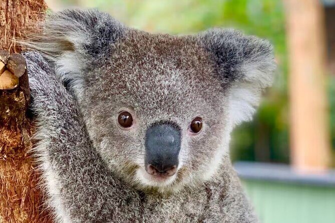 Baby Animals, Boomerangs and BBQ Lunch - Introduction