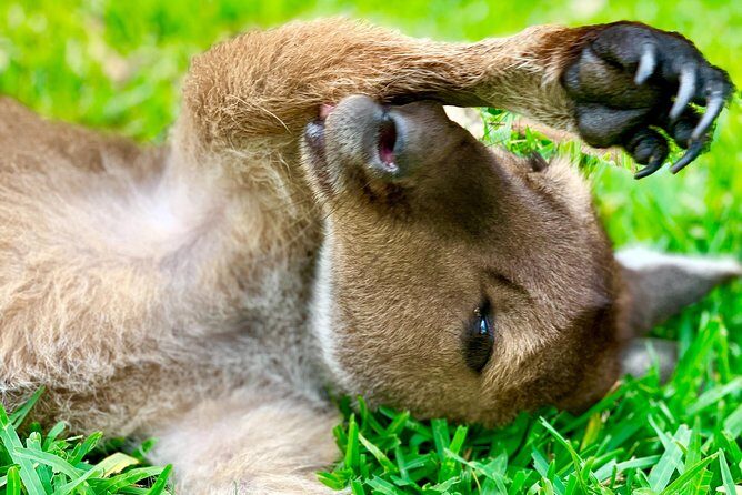 Baby Animals, Boomerangs and BBQ Lunch - Key Points