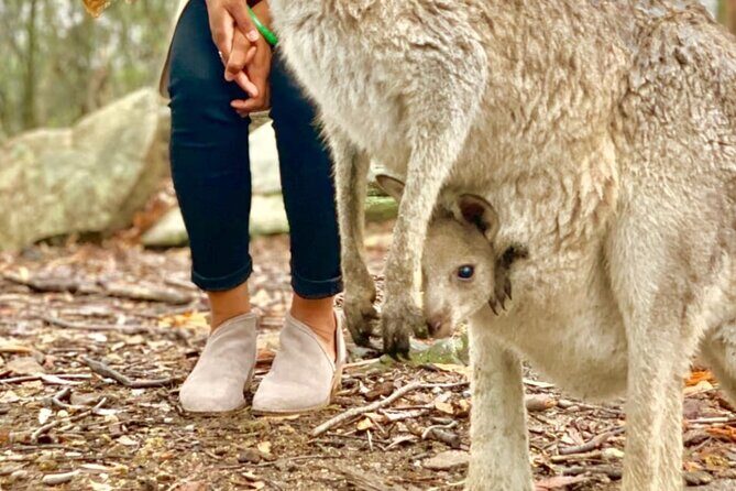 Baby Animals, Boomerangs and BBQ Lunch - Who Will Love This Tour?