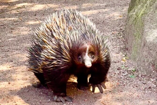 Baby Animals, Boomerangs and BBQ Lunch - FAQ