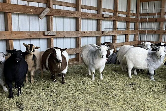 Baby Goat Cuddling and Wine Tour - Who Should Consider This Experience?