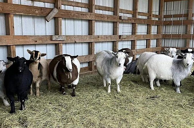 Baby Goat Cuddling and Wine Tour - Frequently Asked Questions