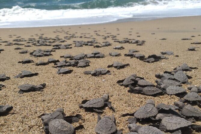 Baby Sea Turtle Releasing Sightseeing Tour with Luis de la Maza - Introduction: A Unique Chance to Witness Sea Turtle Conservation