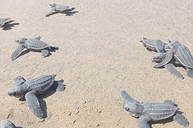Baby Sea Turtle Releasing Sightseeing Tour with Luis de la Maza - Key Points