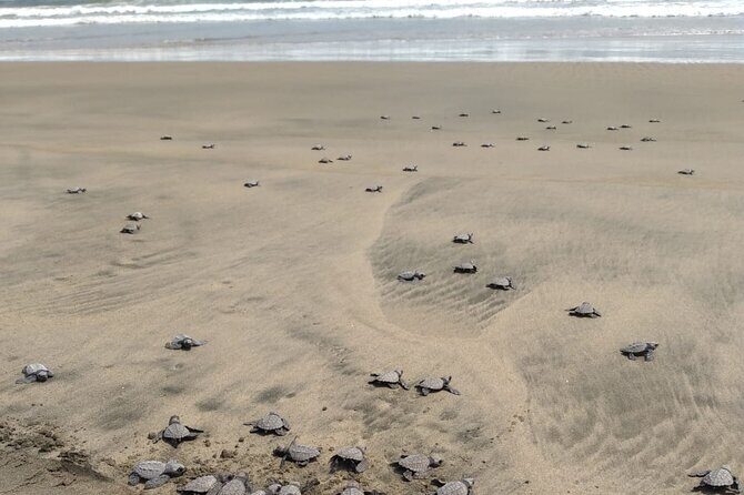 Baby Sea Turtle Releasing Sightseeing Tour with Luis de la Maza - Transportation and Group Size