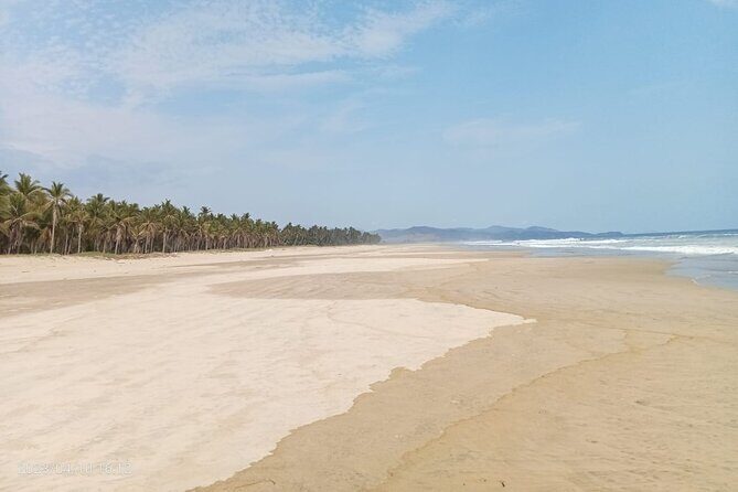 Baby Sea Turtle Releasing Sightseeing Tour with Luis de la Maza - Authenticity and Reviews