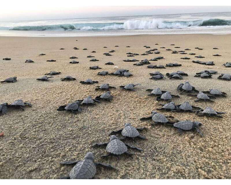 Baby Sea turtles release in Puerto Escondido - An Authentic Look at the Tour Experience