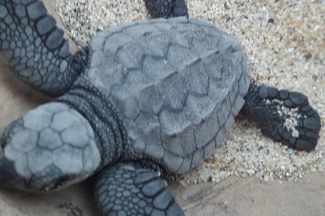 Baby Turtle Release - Introduction