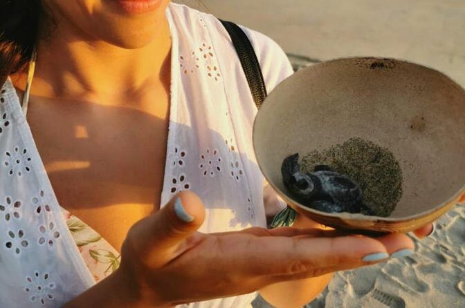 Baby Turtle Release - Key Points
