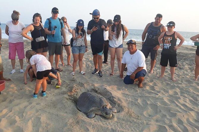 Baby Turtle Release in Coyote Escobilla Beach - FAQ