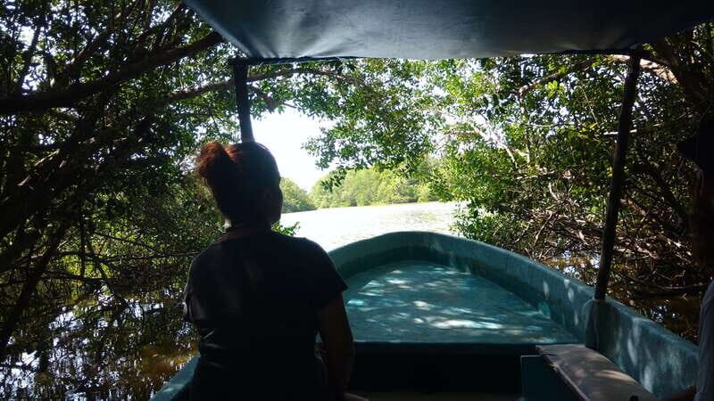 .Baby Turtle Release, Lagoon Boat Ride, and Crocodile Farm - Who Will Love This Tour?