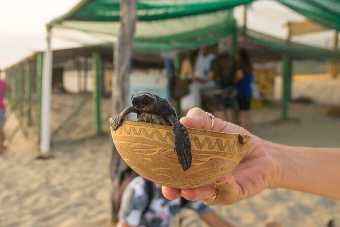 Baby Turtle Release Tour + Pick up + Courtesy in Puerto Escondido! - FAQs