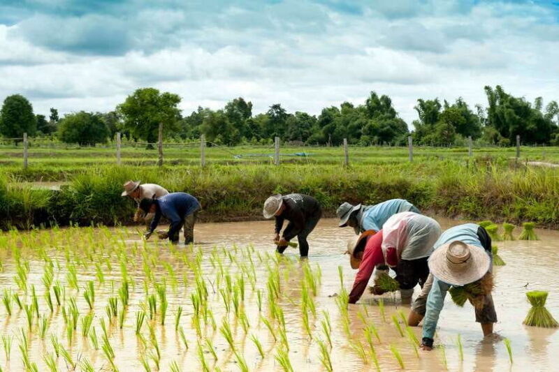 Back to Basics: Siem Reap Village Tour in Cambodia - An In-Depth Look at the Siem Reap Village Tour